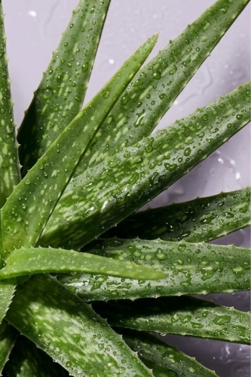 Aloe Vera Clarifying Gel